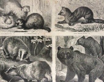 1877 Predators Original Antique print - Available Framed - Carnivorous Animals, Badger, Bear, Sable - Natural History