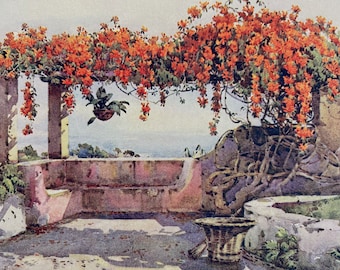 1909 Madeira - Bignonia Venusta Original Antique Print - Botanical Art - Flower - Garden - Mounted and Matted - Available Framed