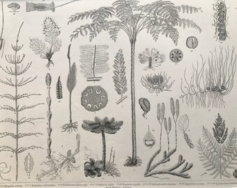 1869 Ferns Large Original Antique Print - Botanical Art - Nature - Botany - Mounted and Matted