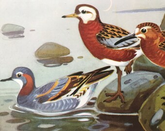 1968 Red-necked, Red and Wilson's Phalaropes Original Vintage Print - Mounted and Matted - Available Framed - Ornithology - Bird Art