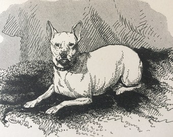 1900 Toy Bull Terrier Original Vintage Dog Illustration - Animal Art - Dog Drawing - Decorative Wall Art - Framed Art - Gift Idea