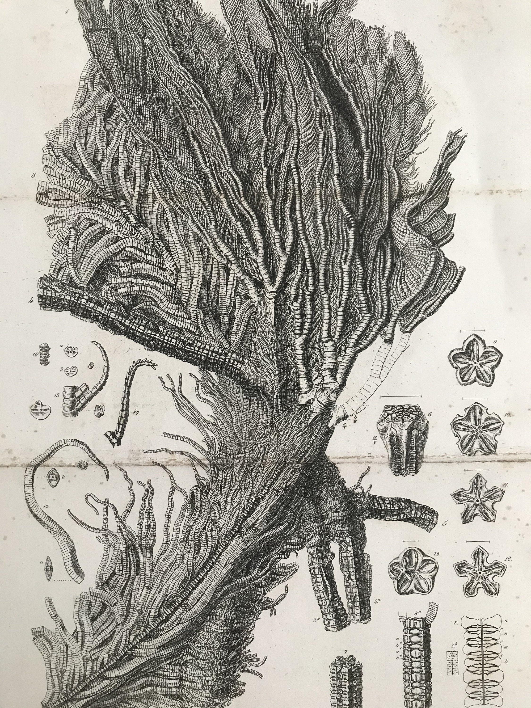 1858 Original Antique Engraving Pentacrinites Briareus From The Lias 1858-original-antique-engraving-pentacrinites-briareus-from-the-lias