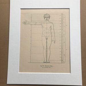 1890 Original Antique Anatomical Print - Dimensions of the Body - Anatomy - Medical Decor - Mounted and Matted - Available Framed