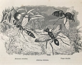 1863 Hornets and Wasps Original Antique Print - Lepidoptera - Entomology - Insect - Mounted and Matted - Available Framed