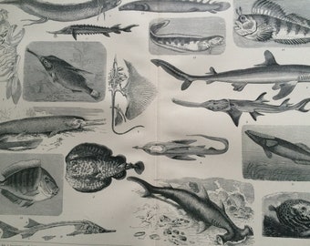 1905 Elasmobranch, Ganoid and Osseous Fishes Original Antique Print - Available Framed - Shark - Ocean Decor - Ichthyology