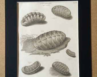 1819 Original Antique Engraving - Seashell - Shell - Conchology - Shellfish - Marine Wildlife Decor - Available Matted and Framed