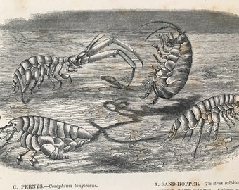 1863 Pernys, Sand-Hopper, Sand-Screw Original Antique Print - Fish - Ocean Wildlife - Marine Decor - Mounted and Matted - Available Framed
