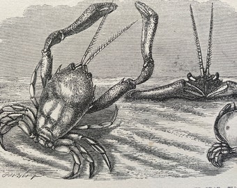 1863 Mask Crab and Polished Crab Original Antique Print - Crustacean - Ocean Wildlife - Mounted and Matted - Available Framed