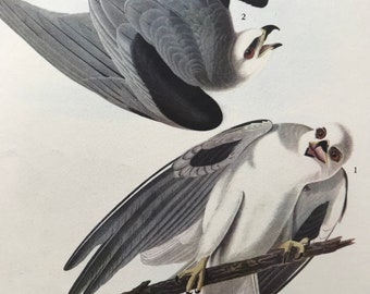 1937 White-Tailed Kite Original Vintage Audubon Print - Mounted and Matted - Available Framed - Bird Art - Ornithology
