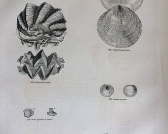 1856 Large Original Antique Sea Shell Engraving - Shellfish - Conchology - Oyster - Marine Wildlife - Wall Decor - Home Decor - Marine Decor