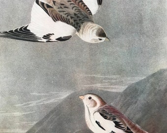 1937 Snow Bunting Original Vintage Audubon Print - Mounted and Matted - Available Framed - Bird Art - Ornithology