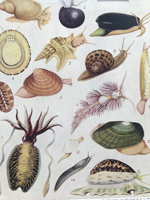 1940s Group of Molluscs Invertebrate Animals Original - Etsy