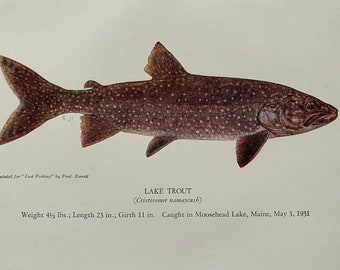 1943 Lake Trout Original Vintage Print - Fishing - Angling - Mounted and Matted - Available Framed