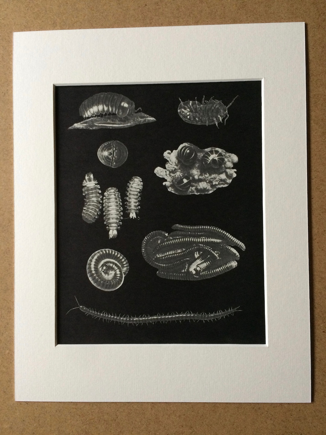 Insect Inprints 1968 Original Vintage Insect Print - Millipede Species - Available ...