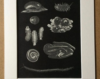 1968 Original Vintage Insect Print - millipede species - Available Framed - 14 x 11 inches - Entomology - Natural History