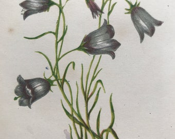 1852 Original Antique Hand-Coloured Anne Pratt Botanical Illustration - Harebell - Botany - Garden - Available Framed