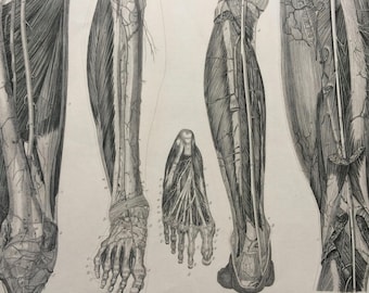 1869 Leg Muscles Large Original Antique Engraved Illustration - Anatomical Print - Anatomy - Medical Decor - Mounted and Matted