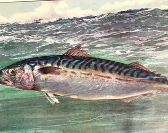 1903 The Common Mackerel Original Antique Print - Fish Illustration - Ichthyology - Ocean Wildlife - Mounted and Matted - Available Framed