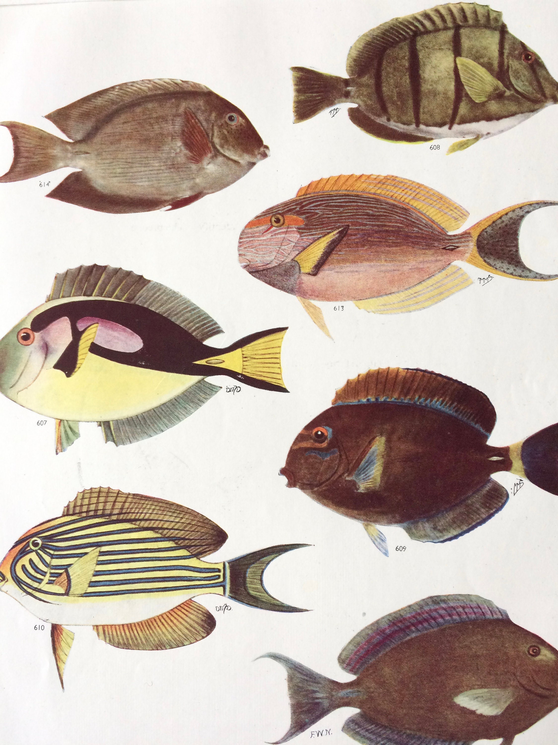 1950 Original Vintage Fish Print - Mounted and Matted - Available ...
