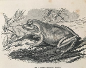 1863 Blue Frog Original Antique Print - Amphibian - Natural History - Mounted and Matted - Available Framed