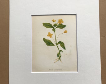 1852 Original Antique Hand-Coloured Anne Pratt Botanical Illustration - Wood Loosestrife - Botany - Garden - Available Framed
