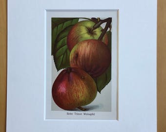 1927 Original Vintage Fruit Lithograph - Apple - Matted and Available Framed -  Botanical Decor - Kitchen Decor - Vintage Botany