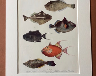1950 Original Vintage Fish Print - Mounted and Matted - Available Framed - Tropical Fish - Marine Species - Sealife - Ocean Decor