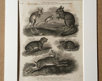 1819 Original Antique Engraving - Alagtaga, Jerboa, Hare, Hyrax - Wildlife - Natural History - Available Matted and Framed