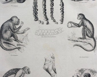 1856 Large Original Antique Engraving - Monkey Species, Primates, Howler Monkey, Sajou Monkey, Uakari - Wildlife Wall Decor