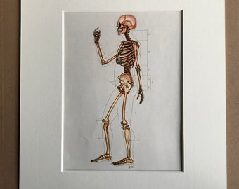 1968 Original Vintage Soviet Medical Illustration - Mounted and Matted - Anatomical Print - Medical Decor - Medicine - Available Framed
