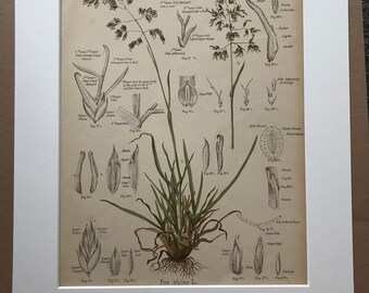 1889 Original Antique Botanical Chromolithograph - Alpine Meadow Grass - Forage Plants - Botanical Print - Agrostology - Wall Decor