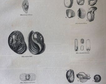 1856 Large Original Antique Sea Shell Engraving - Shellfish - Conchology - Marine Wildlife - Wall Decor - Home Decor - Marine Decor