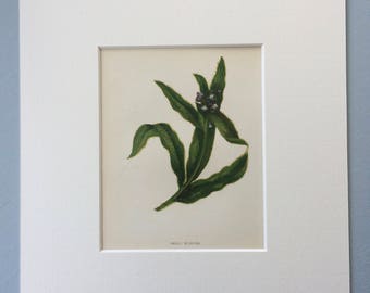 1852 Original Antique Hand-Coloured Anne Pratt Botanical Illustration - Small Bugloss - Wild Flower - Botany - Garden - Decorative Art