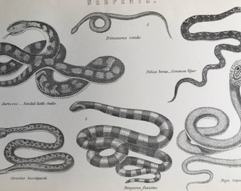 1891 Serpents Original Antique Print - Rattlesnake, Common Viper, Cobra, Bungarus Fasciatus - Available Mounted, Matted and Framed