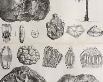 1836 Original Antique Engraving - Fossil Fruit of Podocarya - Geology - Fossil - Palaeontology - Decorative Wall Art
