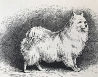 1889 Pomeranian Original Antique Dog Print - Animal Art - Dog Drawing - Mounted and Matted - Available Framed
