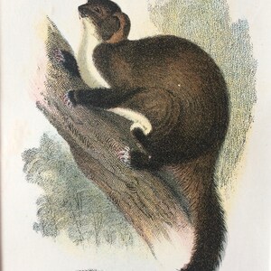 1896 Taguan Flying Phalanger Original Antique Chromolithograph - Etsy