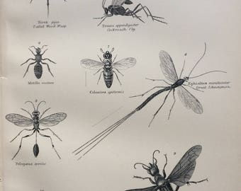 1891 Hymenoptera Original Antique Encyclopaedia Engraved Illustration - Entomology wall decor - home decor - Insect - Wasp - Fly
