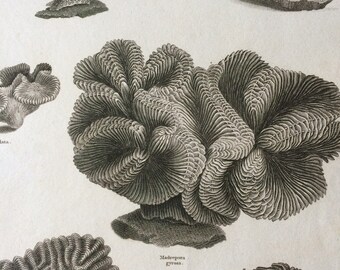 1819 Zoophyte Original Antique Engraving - Available Mounted and Matted - Marine Wildlife - Ocean Decor - Coral - Framed