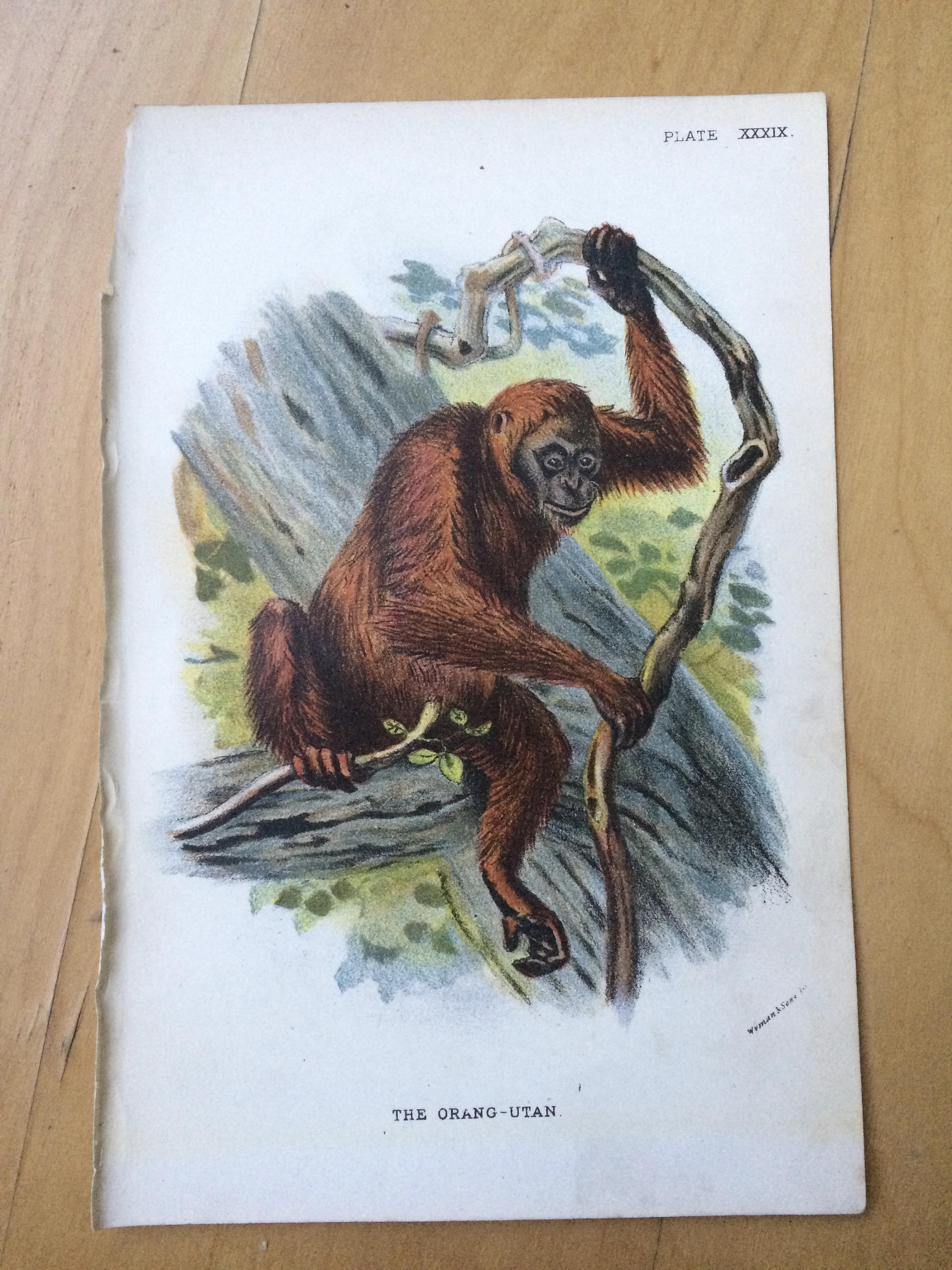 1896 Orangutan Original Antique Chromolithograph - Monkey - Mammal ...