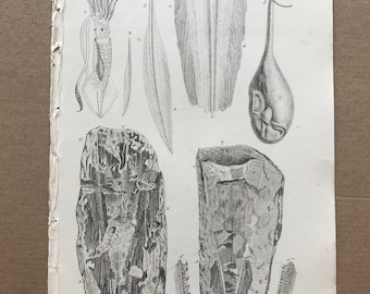 1858 Pens of Recent Loligo, Inkk Bag of Sepia Officianalis and Fossil Pens from Lias Original Antique Engraving - Fossil - Palaeontology