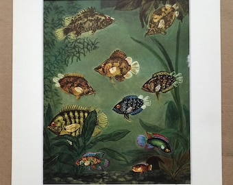 1968 Original Vintage Print - Mounted and Matted - Tropical Fish - Gangetic Leaffish, African Leaffish, Malayan Leaffish - Available Framed