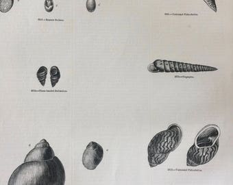 1856 Large Original Antique Gastropod Engraving - Slug - Snail - Gasterepoda - Mollusc - Wildlife - Wall Decor - Home Decor - Marine Decor