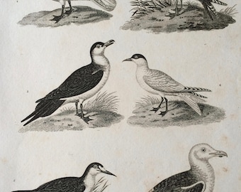 1819 Original Antique Engraving - Ornithology - Arctic Gull, Ivory Gull, Black-Backed Gull, Caspian Tern, Noddy Skimmer, Black Skimmer Bird