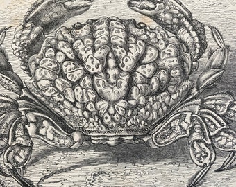 1863 Brassy Crab Original Antique Print - Crustacean - Ocean Wildlife - Mounted and Matted - Available Framed