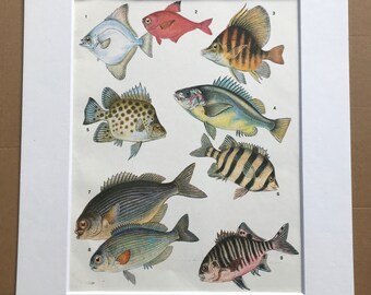 1983 Original Vintage Print - Fish - Ichthyology - Ocean Wildlife - Marine Decor - Mounted and Matted - Available Framed
