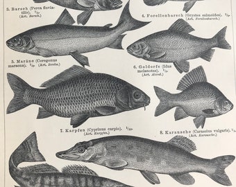 1898 Pond Fishing Original Antique Print - Mounted and Matted - Carp - Goldfish - Goldorfe - Sander - Gurami - Available Framed