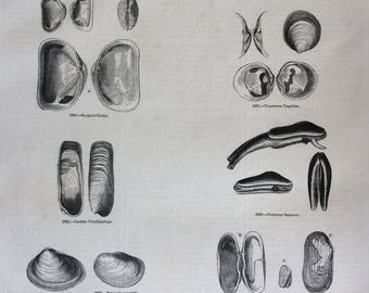 1856 Large Original Antique Sea Shell Engraving - Shellfish - Razor Clam - Marine Wildlife - Wall Decor - Home Decor - Marine Decor