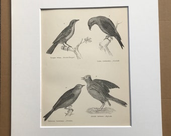 1891 Passeres (Conirostres) Original Antique Print - Bird Art - Tanager, Crossbill, Ortolan, Skylark - Ornithology - Available Framed