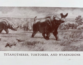 1935 Titanotheres, Tortoises and Hyaenodons Original Antique Print - Prehistoric Illustration - Mounted and Matted - Available Framed